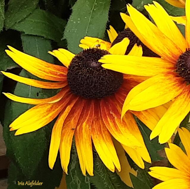 Foto: Iris Alefelder