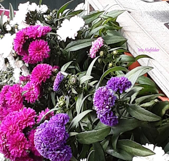 Foto: Iris Alefelder