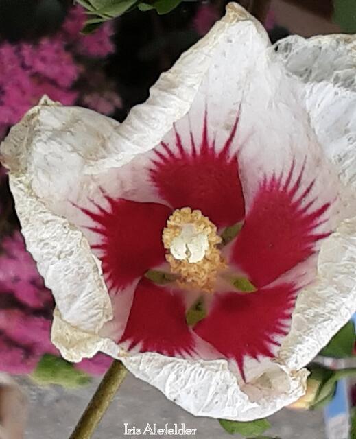 Foto: Iris Alefelder