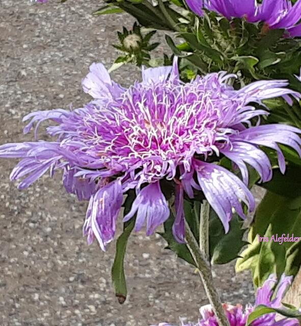 Foto: Iris Alefelder