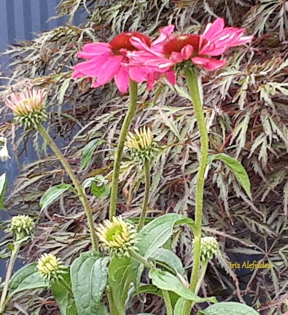 Foto: Iris Alefelder