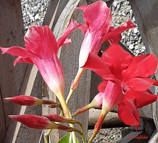 Foto: Iris Alefelder