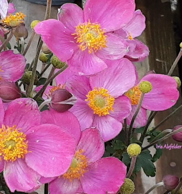 Foto: Iris Alefelder