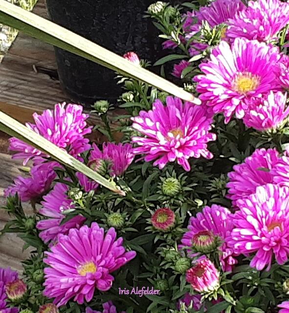 Foto: Iris Alefelder