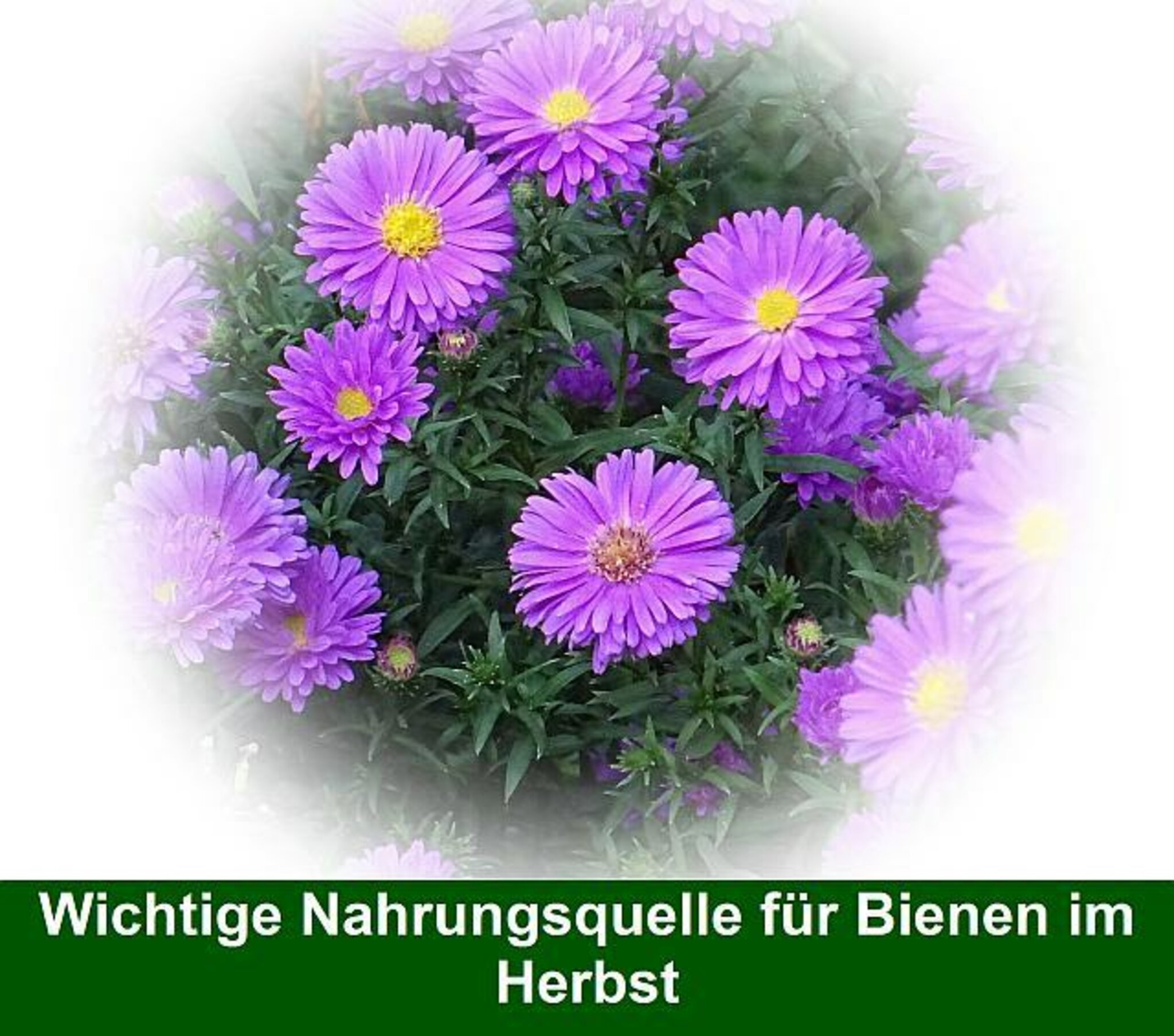 Quelle Wichtige Nahrungsquelle für Bienen im Herbst Lutherstadt