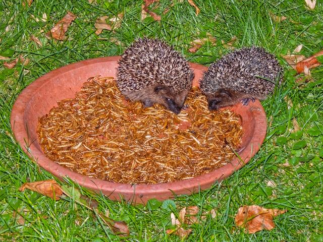 In der 2. Schale gab es auch noch genug Futter für die beiden kleinen Igel!