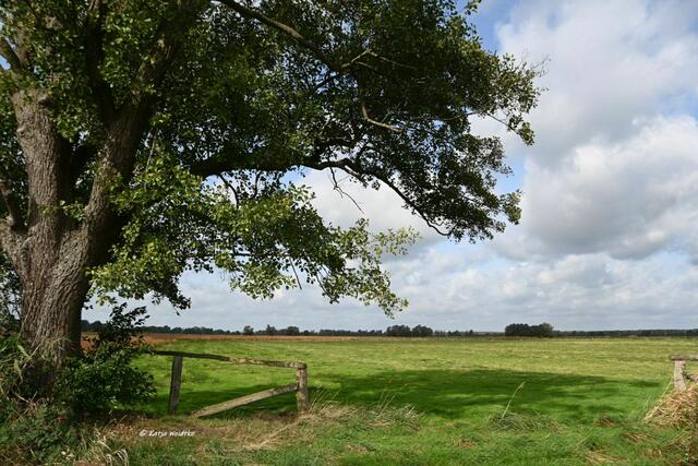 Naturbeobachtungen in den Meerbruchswiesen am Steinhuder Meer

Weite Wiesen, die vielen Zugvögeln als Rastplatz dienen, prägen das Bild der Meerbruchswiesen. | Foto: Katja Woidtke