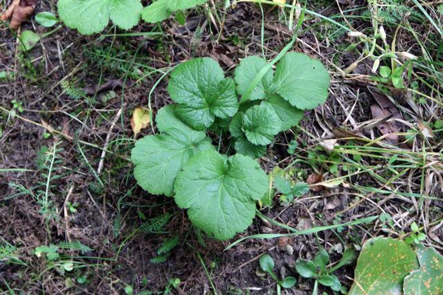 Echte Nelkenwurz, Heilpflanze | Foto: Yvonne Rollert