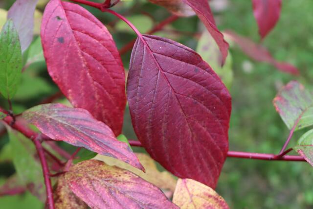 Tatarischer Hartriegel | Foto: Yvonne Rollert