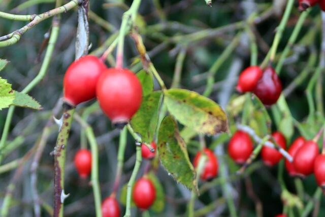 Hunds-Rose | Foto: Yvonne Rollert