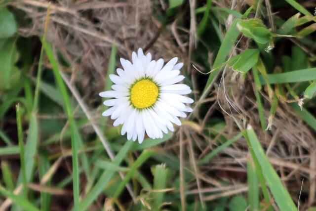 Gänseblümchen, Heilpflanze | Foto: Yvonne Rollert