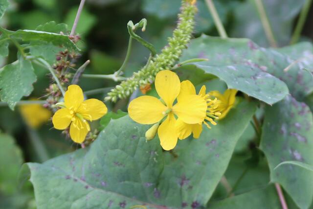 Schöllkraut, Heilpflanze | Foto: Yvonne Rollert