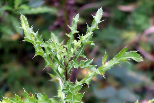 Acker Kratzdiestel | Foto: Yvonne Rollert