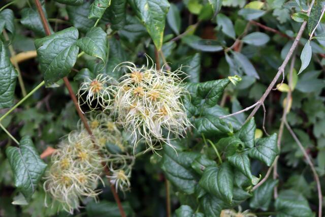 Waldrebe | Foto: Yvonne Rollert