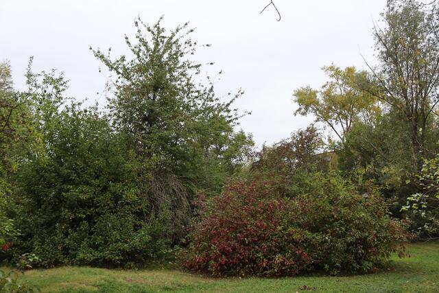 grün und rote Farben | Foto: Yvonne Rollert