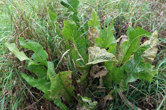 Merrettich, wird in den verschiedensten Speisen genuztz, Sauerfleisch, Quark u.a. auch für Wasabi und vielen mehr | Foto: Yvonne Rollert