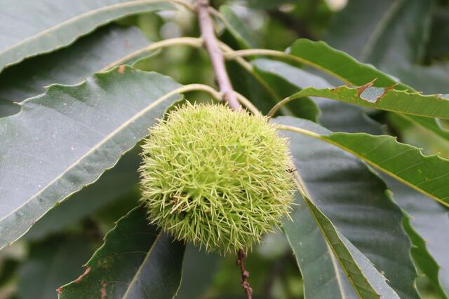 Edelkastanie, die Früchte wurden als Mehl verarbeitet | Foto: Yvonne Rollert