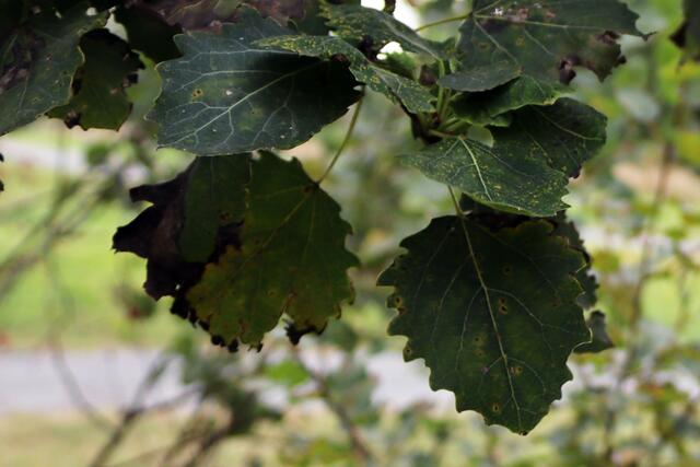 Espe | Foto: Yvonne Rollert