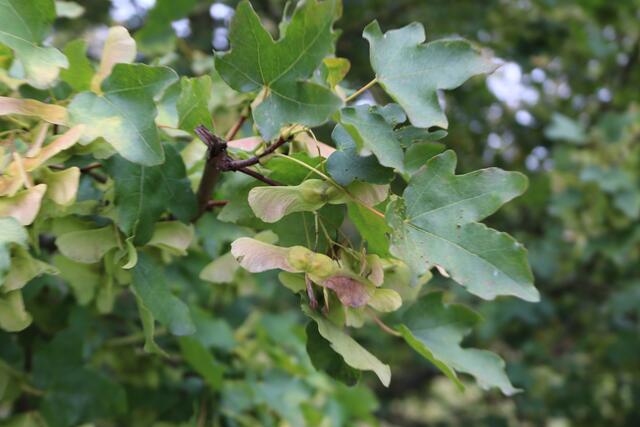 Fächer-Ahorn | Foto: Yvonne Rollert