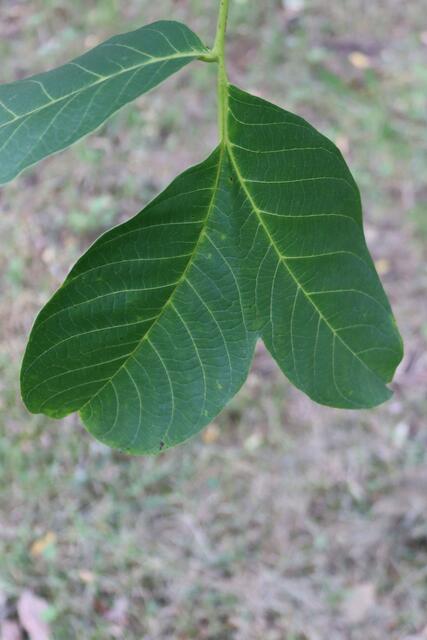 Schte Walnuss | Foto: Yvonne Rollert