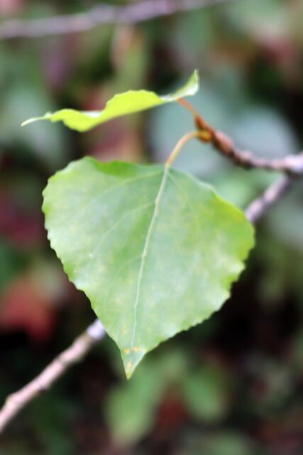 Schwarzpappel | Foto: Yvonne Rollert