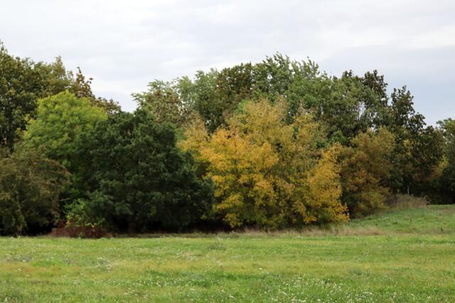 Blattfärbung gelb, hellgrün und dunkelgrün, schöner Blickfang | Foto: Yvonne Rollert