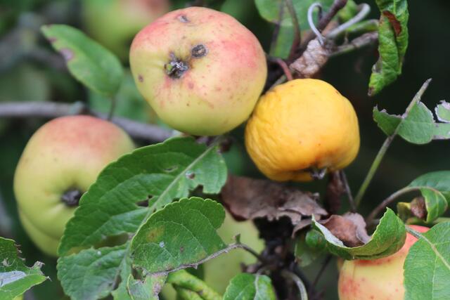 Tafeläpfel | Foto: Yvonne Rollert