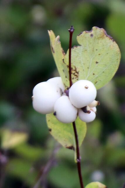 Gewöhnlichee Schneebeere | Foto: Yvonne Rollert