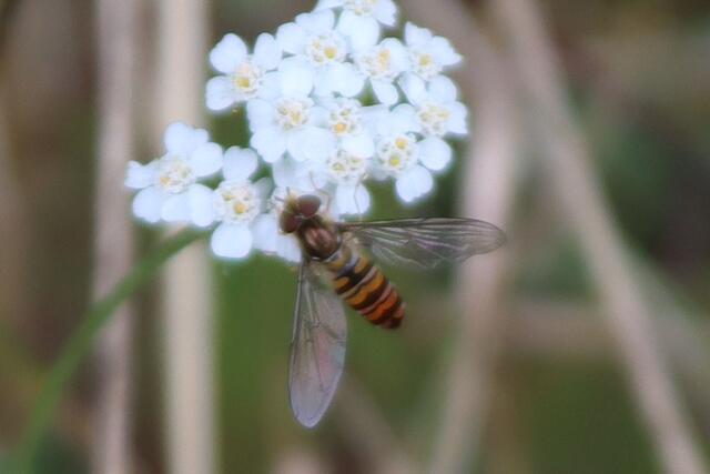 Insekt auf einer Schafgarbe, Heilmittel | Foto: Yvonne Rollert