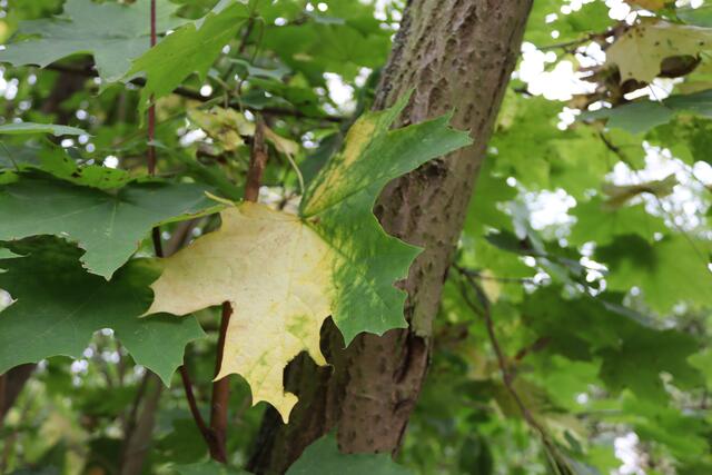 Spitzahorn | Foto: Yvonne Rollert