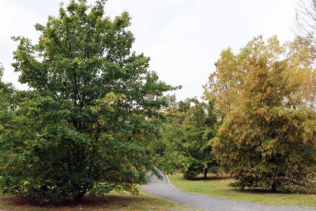 Foto: Yvonne Rollert