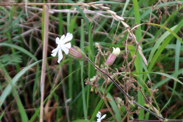 Weiß-Lichtnelke | Foto: Yvonne Rollert