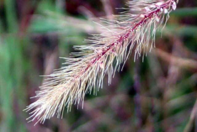 Borstenhirse | Foto: Yvonne Rollert