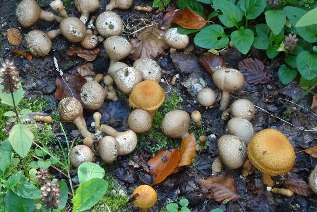 Pilze am Lärchenweg im Harly