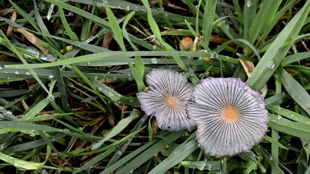 Kleine Pilze am Wiesenrand. Foto: Helmut Kuzina