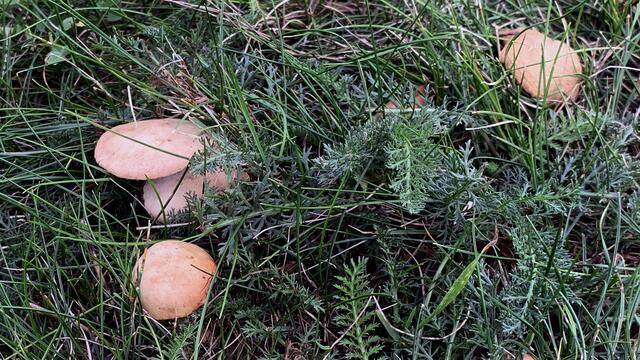 Auf der Mähwiese am Stadtrand sprießen überall Pilze. Foto: Helmut Kuzina