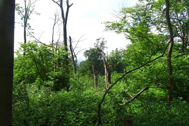 auch im Harly gibt es Waldschäden