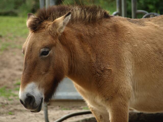 Urpferd