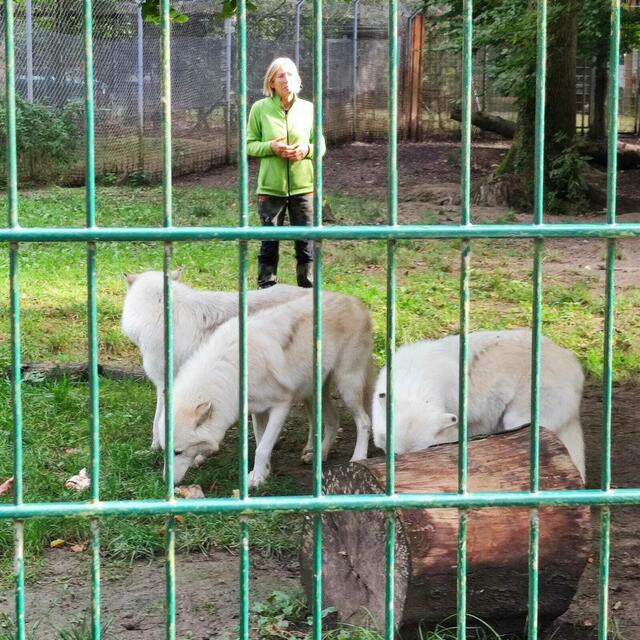 Frau Vogelsang und ihre Timberwölfe