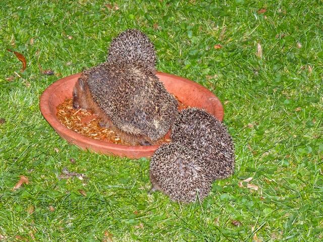 Der Igel-Vater zeigte wieder dem Nachwuchs wo es etwas Gutes zum Fressen gibt,
Aber schaut mal genau hin, es sind jetzt sogar drei Kinder!