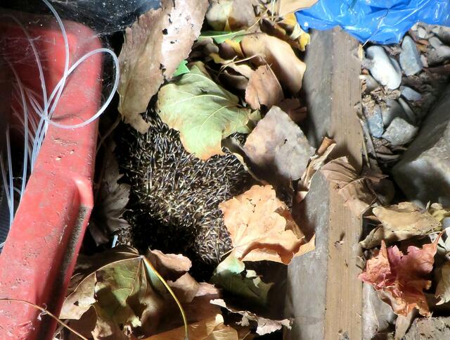 Da überwintert unser Igel.