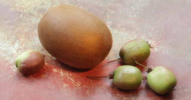 Zum Vergleich: Kiwi und Mini-Kiwis ...