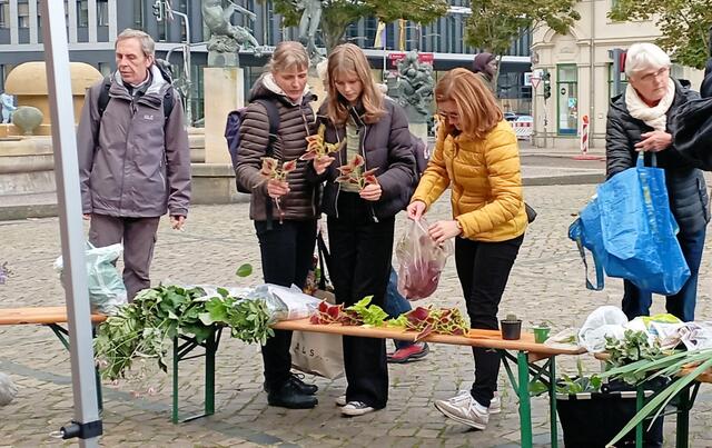 Buntnesseln? | Foto: Yvonne Rollert