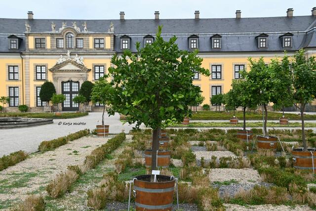 Wasserspiele und barocke Pracht im Großen Garten Herrenhausen

Buchsbaumzünsler haben auch im Orangenparterre ihre Spuren hinterlassen | Foto: Katja Woidtke