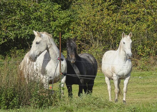 Pferdekoppel am Holzdampflok Steig