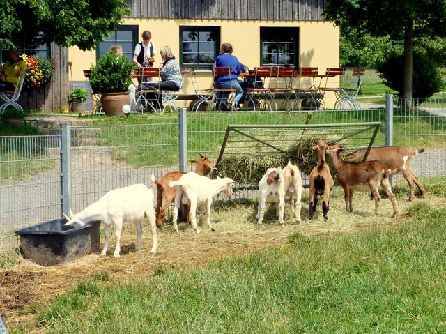 die Ziegenalm in Sophienhof
