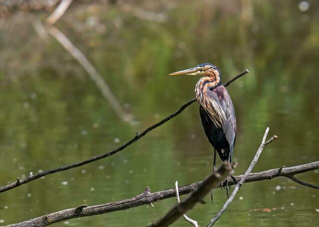 Foto: Copyright Naturfotografie Andre Surano