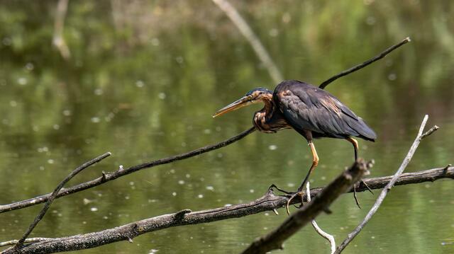 Foto: Copyright Naturfotografie Andre Surano