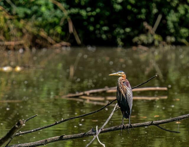 Foto: Copyright Naturfotografie Andre Surano