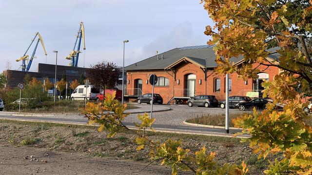 Eichen in Hafennähe am ehemaligen Güterbahnhof. Foto: Helmut Kuzina